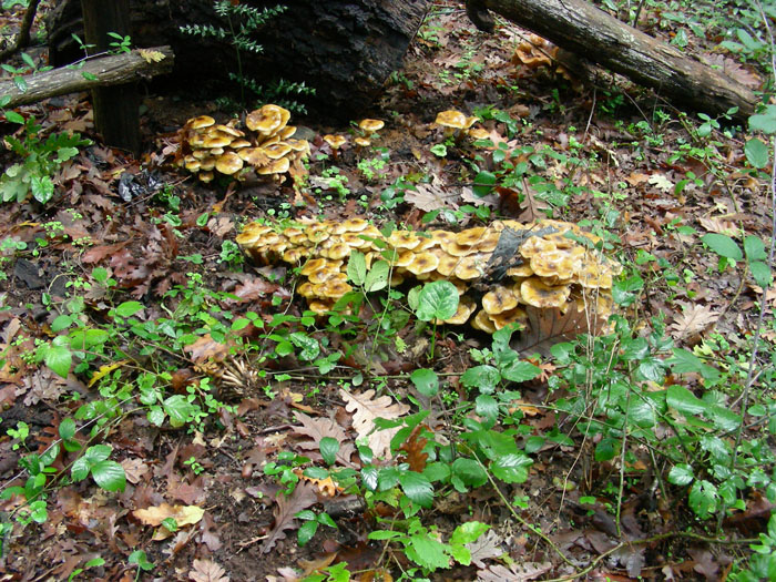 Armillaria mellea fotog.il 10.11.09.