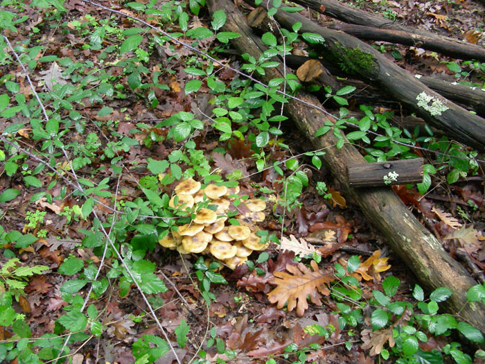 Armillaria mellea fotog.il 10.11.09.