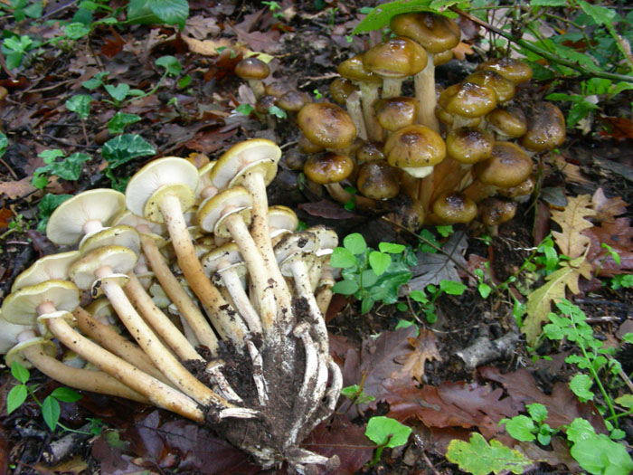 Armillaria mellea fotog.il 10.11.09.