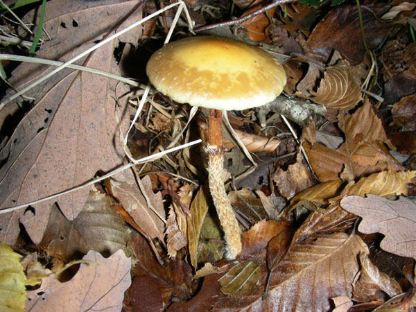 Stropharia squamosa 11.11.08