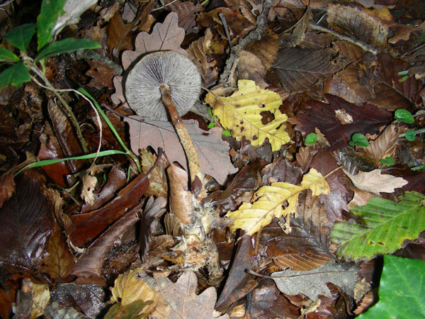 Stropharia squamosa 11.11.08