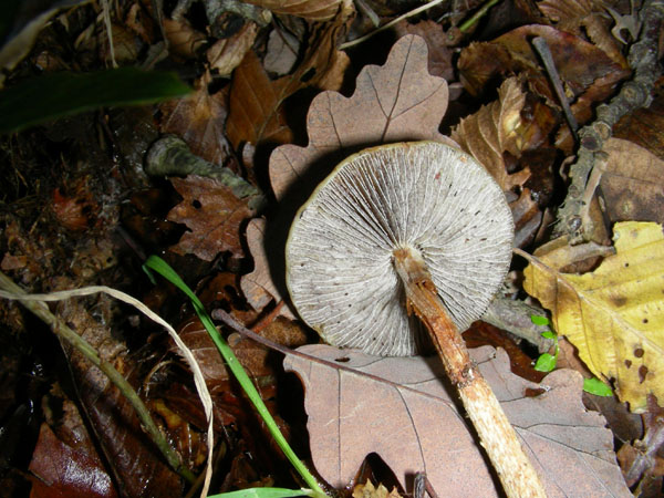 Stropharia squamosa 11.11.08