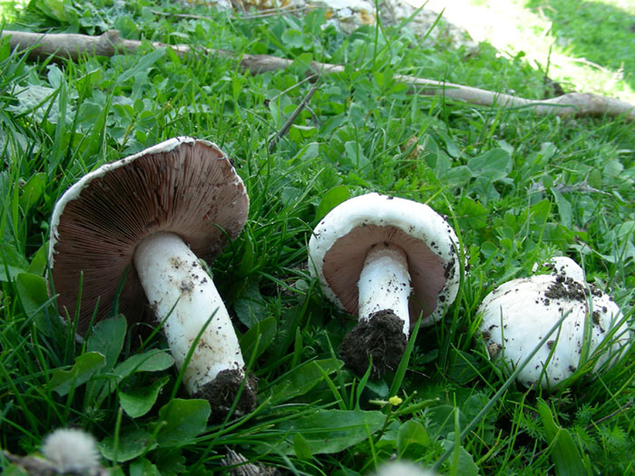 Agaricus campestris fotog. 11.11.08