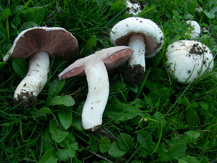 Agaricus campestris fotog. 11.11.08