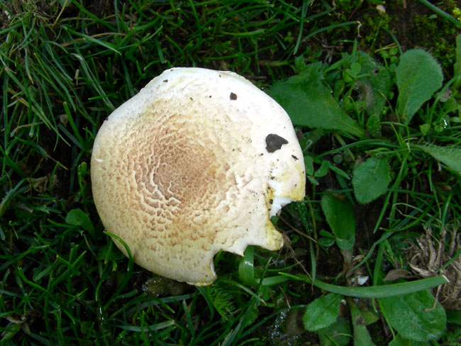 Agaricus.