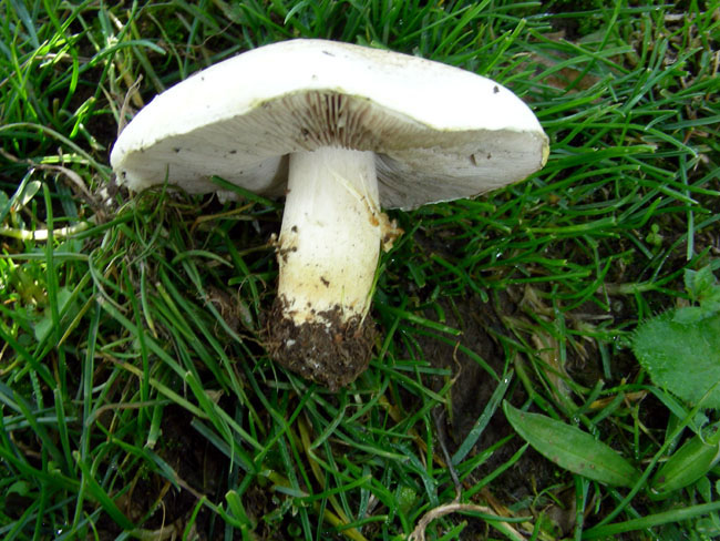 Agaricus.