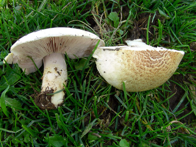 Agaricus.