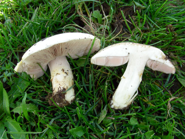 Agaricus.