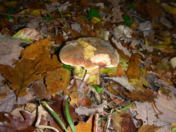 I Boletus si trovano ancora 17.11.09