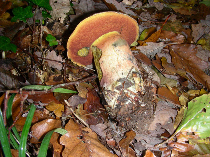 I Boletus si trovano ancora 17.11.09