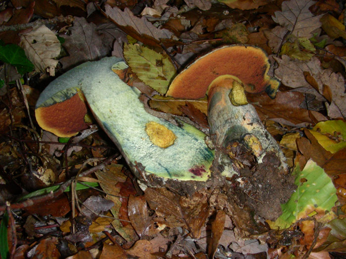 I Boletus si trovano ancora 17.11.09