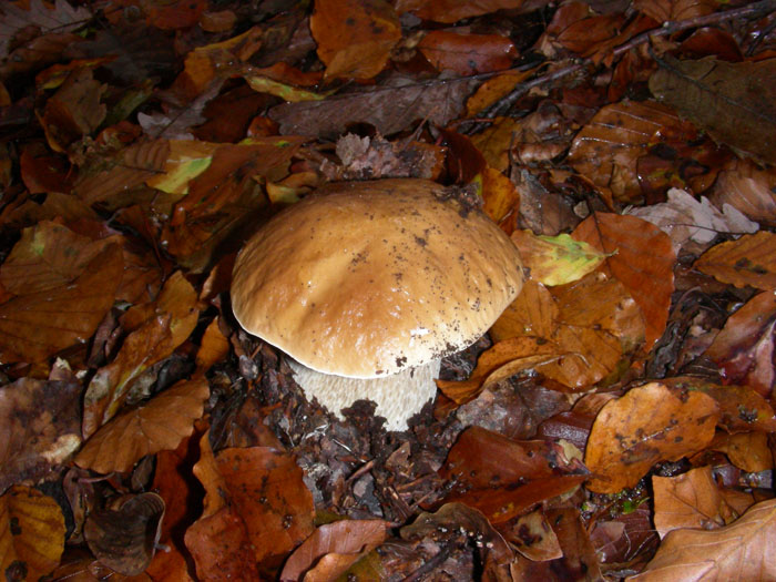 I Boletus si trovano ancora 17.11.09