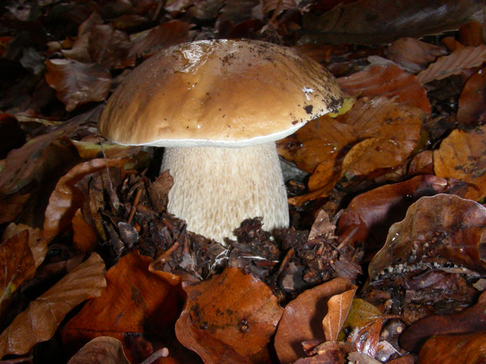 I Boletus si trovano ancora 17.11.09