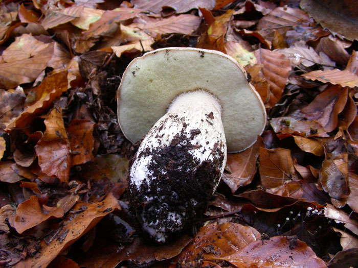 I Boletus si trovano ancora 17.11.09