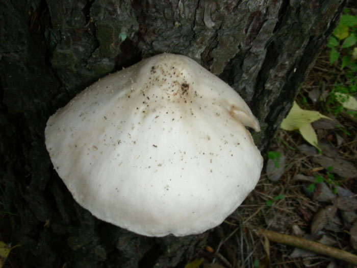 Pluteus loeoninus fotog. 24.11.09.