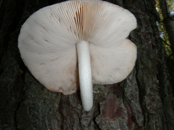 Pluteus loeoninus fotog. 24.11.09.