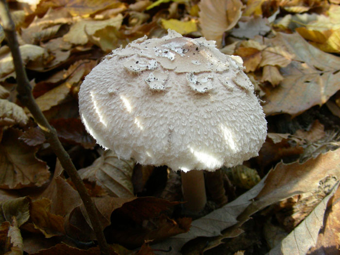 Macrolepiota prominens