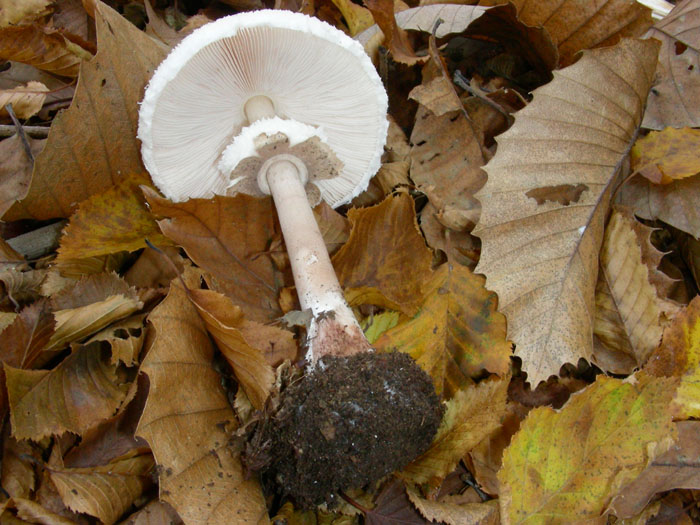 Macrolepiota prominens