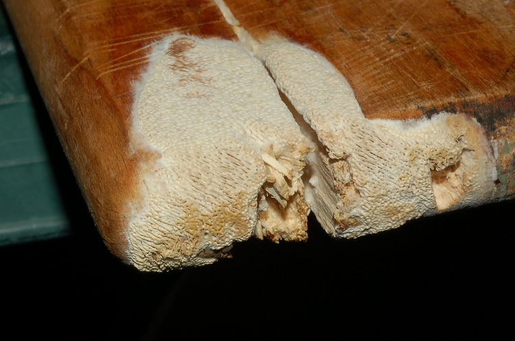 Poroide resupinato su tagliere (Datronia mollis)