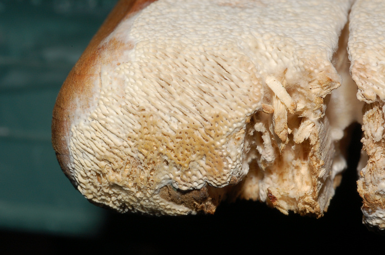 Poroide resupinato su tagliere (Datronia mollis)
