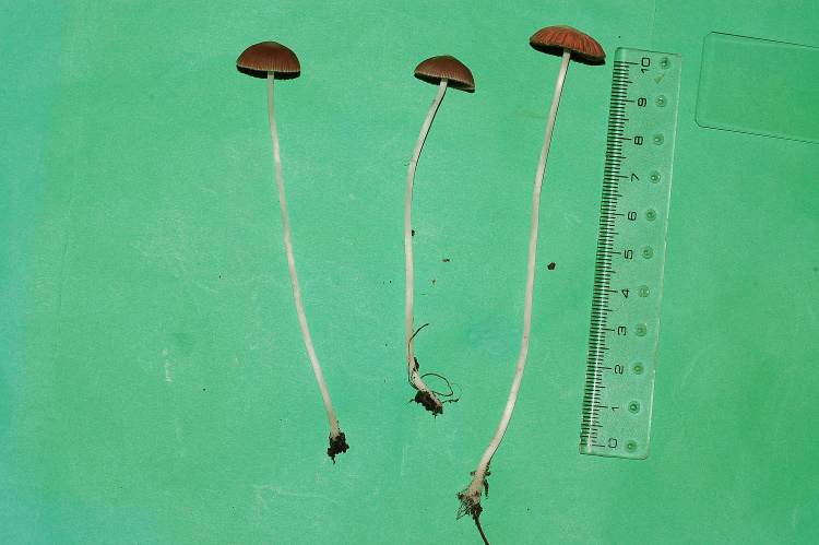 Psathyrella sp.