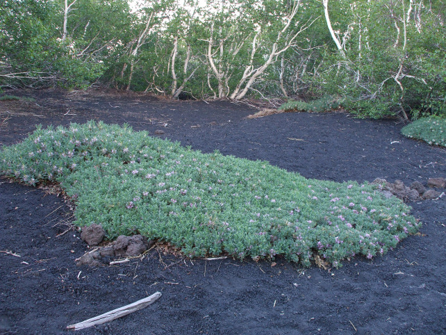 Astragalus siculus / Astragalo dell''Etna