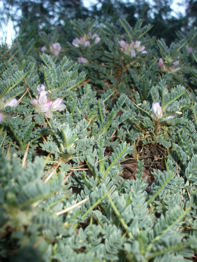 Astragalus siculus / Astragalo dell''Etna