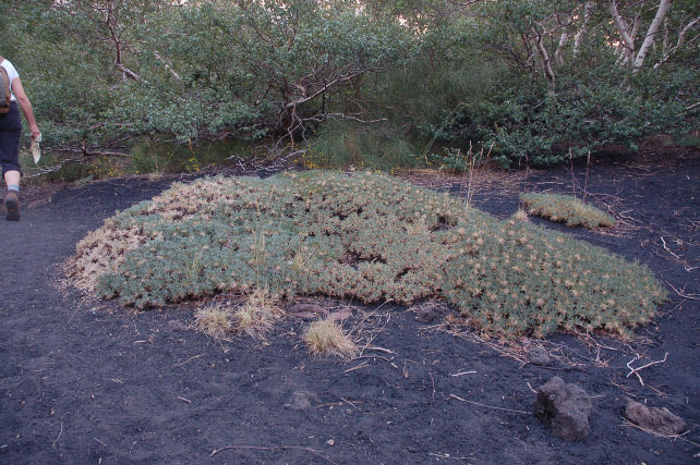 Astragalus siculus / Astragalo dell''Etna