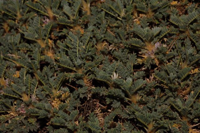 Astragalus siculus / Astragalo dell''Etna