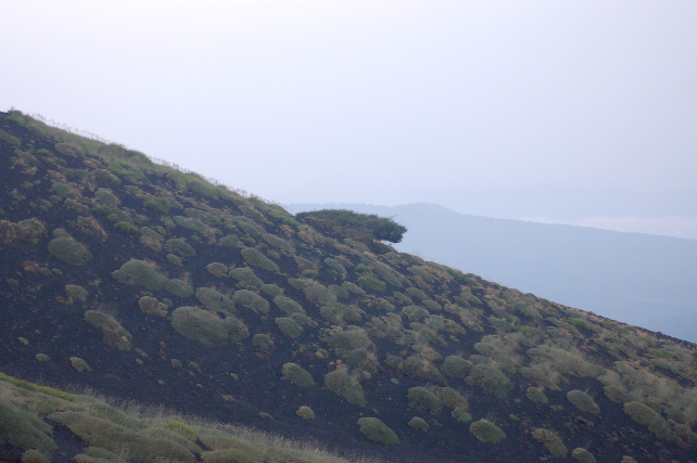 Astragalus siculus / Astragalo dell''Etna