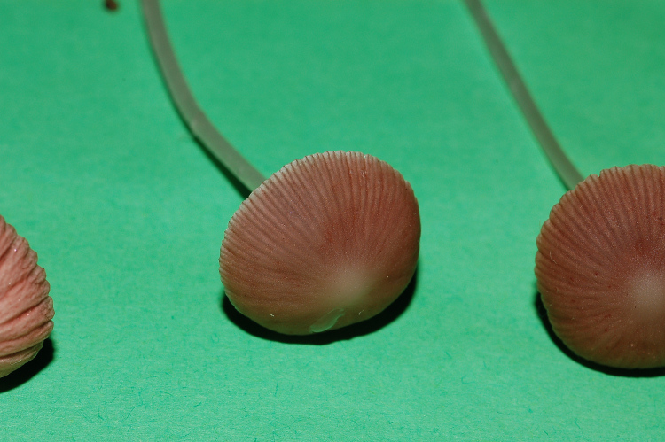 Psathyrella sp.