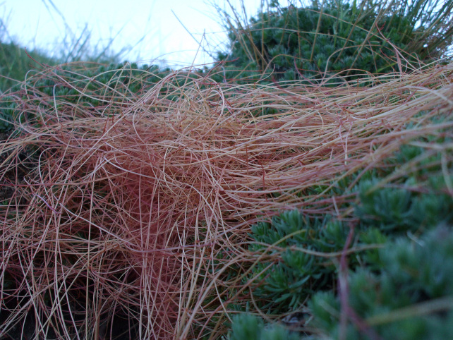 Cuscuta epithymum subsp. kotschyi / Cuscuta di Kotschy