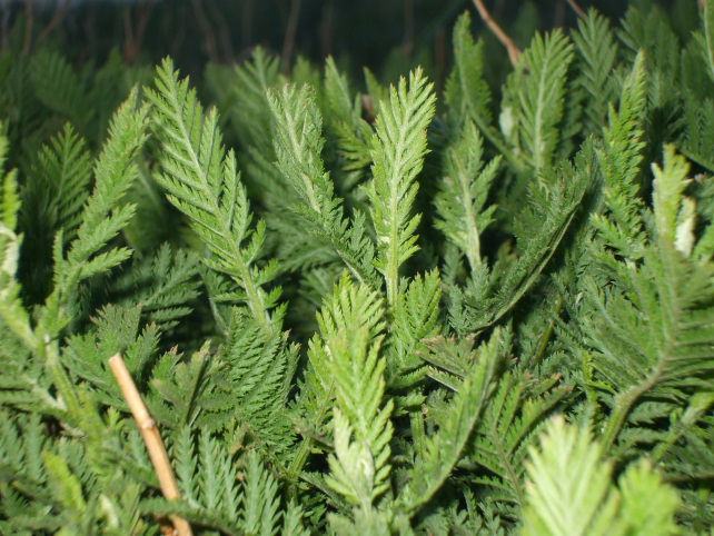 Tanacetum vulgare subsp. siculum / Erba-amara siciliana