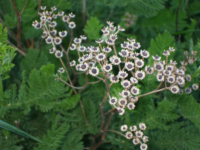 Tanacetum vulgare subsp. siculum / Erba-amara siciliana