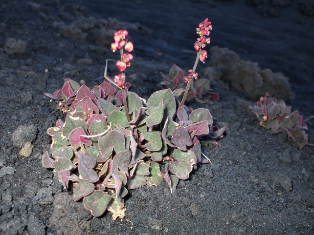 Rumex scutatus subsp. aetnensis / Romice dell''Etna