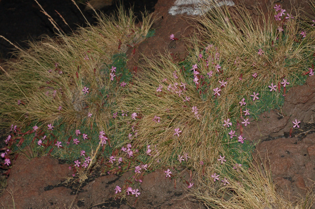 Saponaria sicula