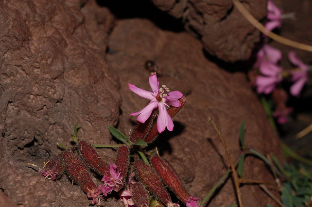 Saponaria sicula