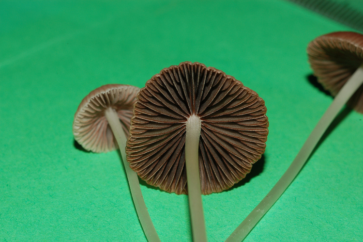 Psathyrella sp.