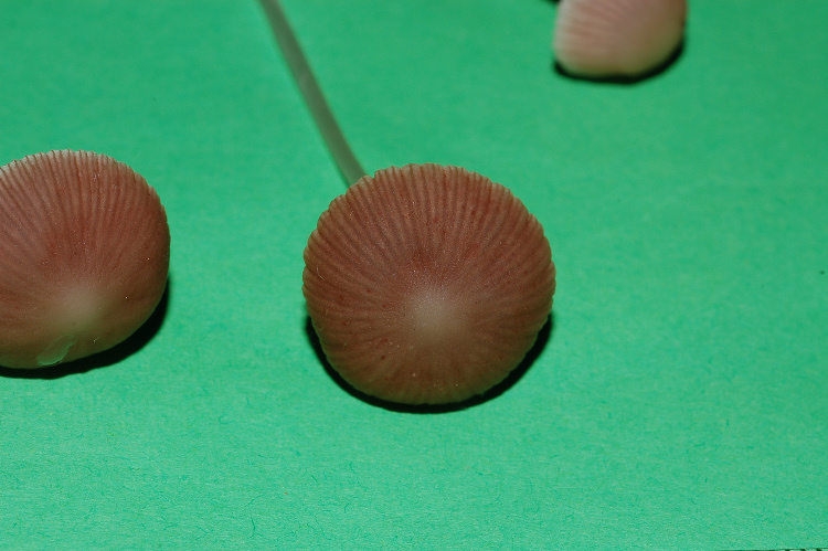 Psathyrella sp.