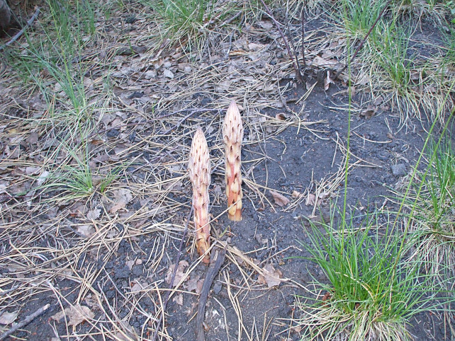 Il fuoco dellEtna. Giugno e luglio 2008 alla Valle del Bove