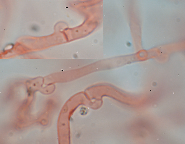 Lignicolo da determinare (Merulius tremellosus)