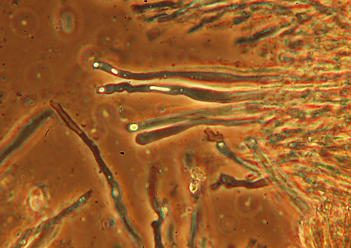 Credo Stereum rugosum su faggio - foto 0049(Stereum rugosum)
