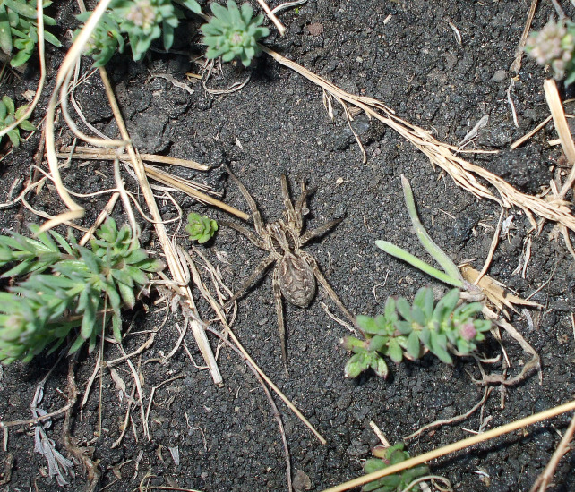 Ragno sull''Etna: Hogna radiata? Lycosa?