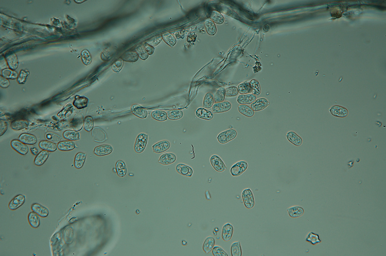 Aphyll.dalle colline di Mondeggi (Radulomyces molaris)