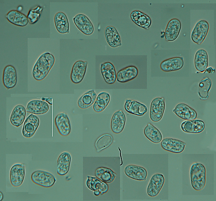 Aphyll.dalle colline di Mondeggi (Radulomyces molaris)