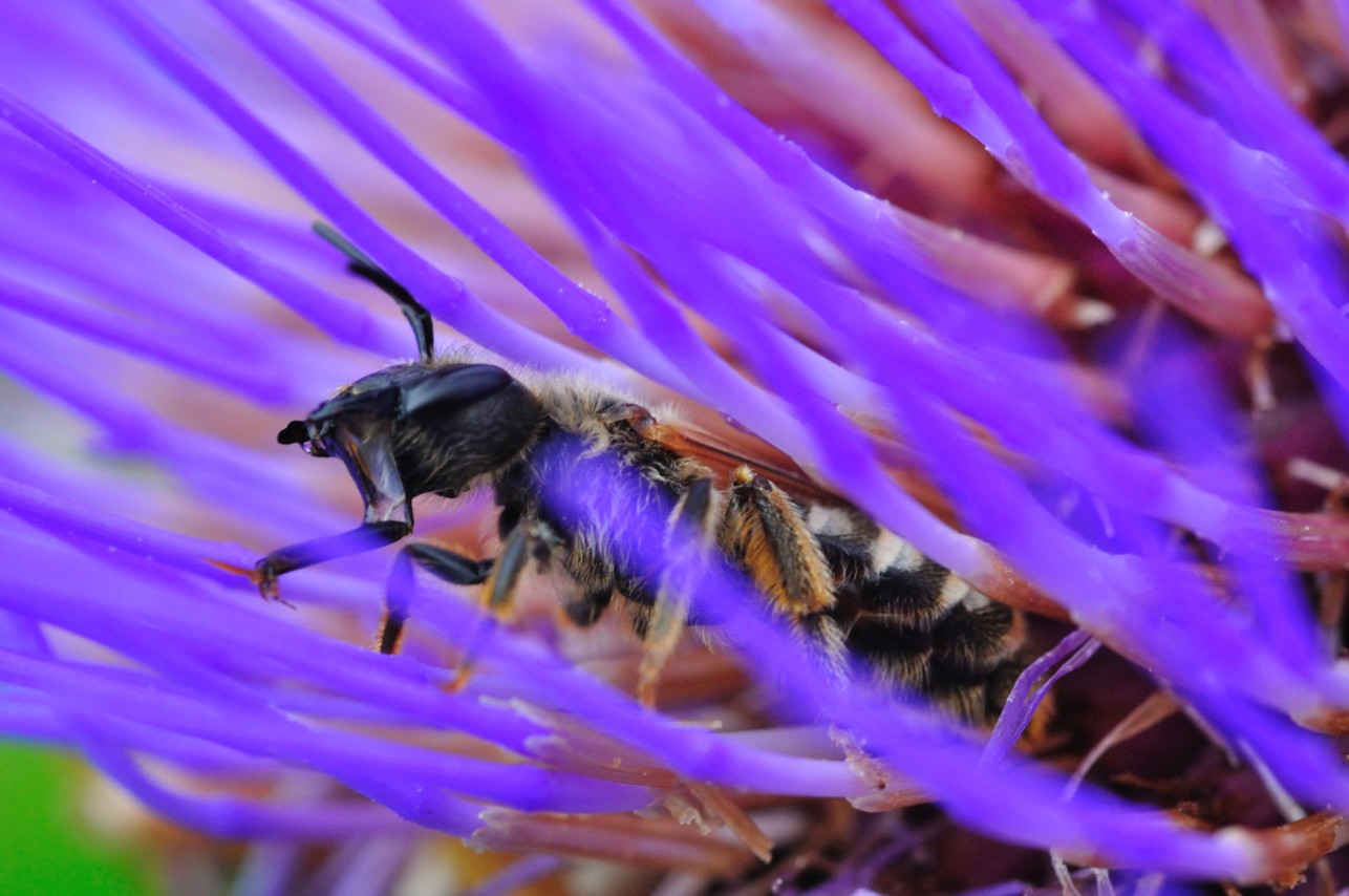 Apidae Halictinae: Lasioglossum  sp. o Halictus sp., femmina