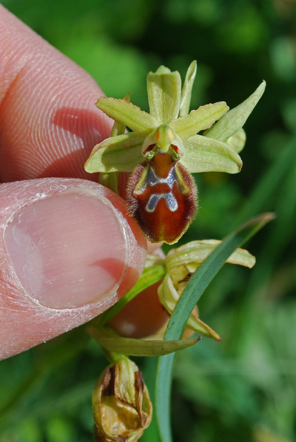 Ophrys del gruppo sphegodes dalla Calabria