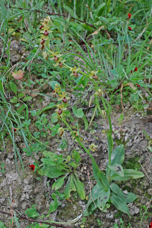 Ophrys del gruppo sphegodes dalla Calabria