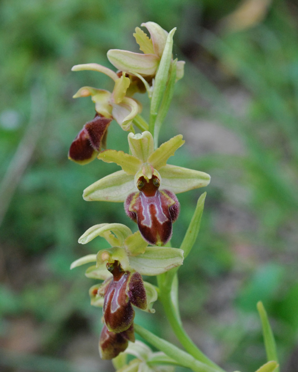 Ophrys del gruppo sphegodes dalla Calabria