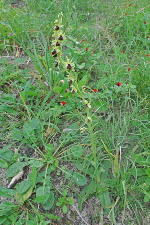 Ophrys del gruppo sphegodes dalla Calabria